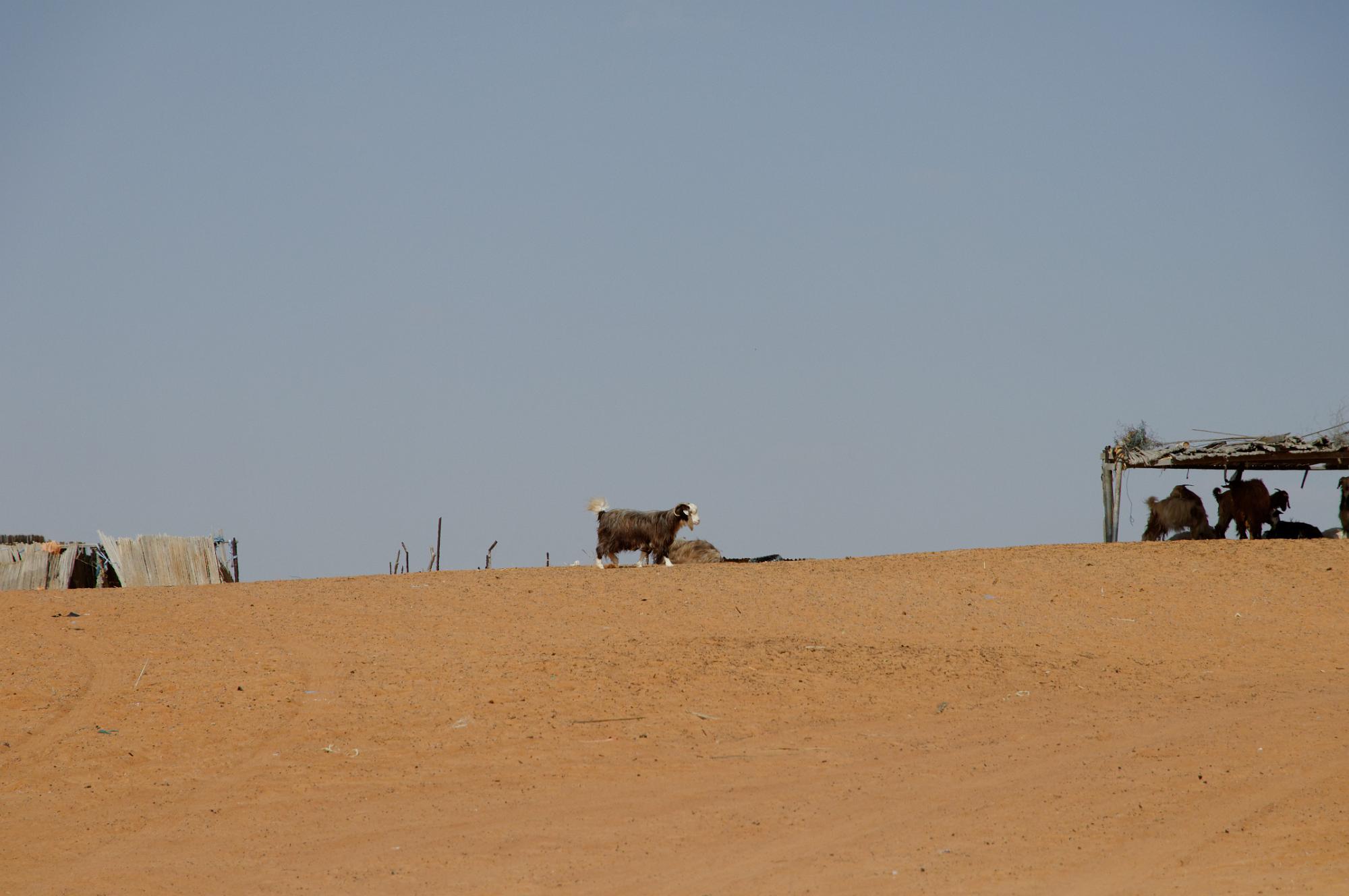 DSC 7851a 1
