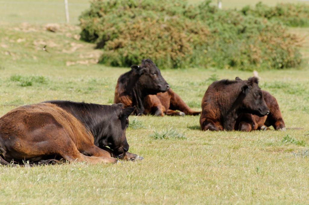 DSC_3620a.jpg