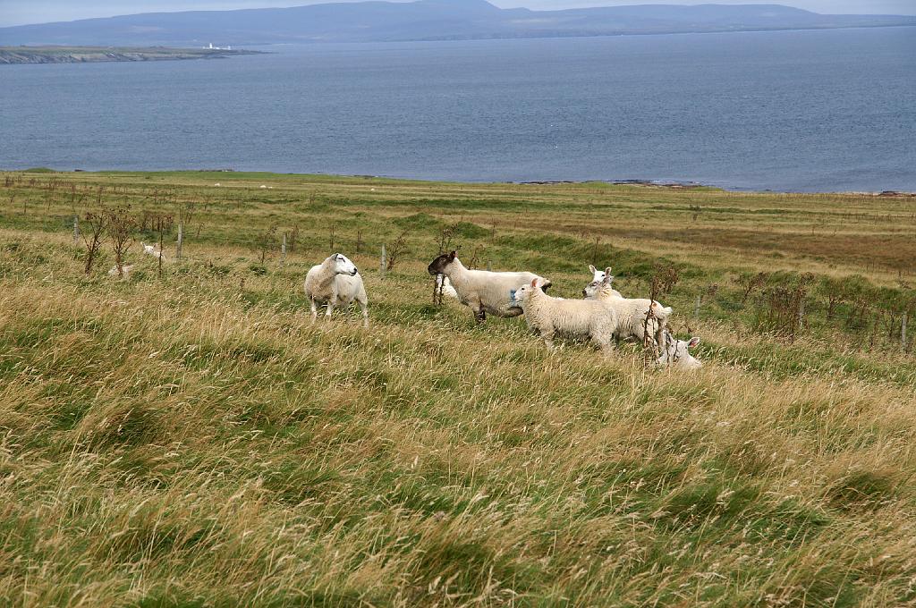 PICT8430a.jpg - I Z C   ; U r l a u b ; S c h o t t l a n d ;