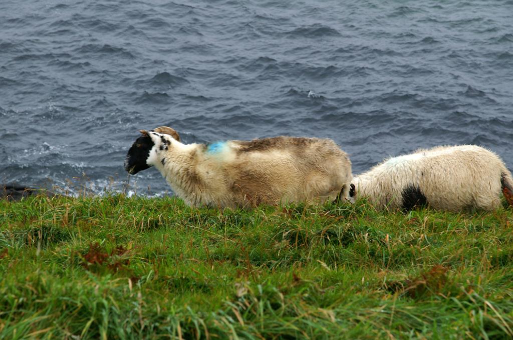 PICT8695a.jpg - I Z C   ; U r l a u b ; S c h o t t l a n d ;