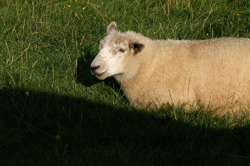 PICT8986a.jpg - I Z C   ; U r l a u b ; S c h o t t l a n d ;